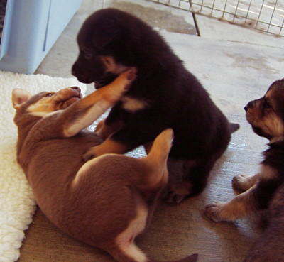 pups 3